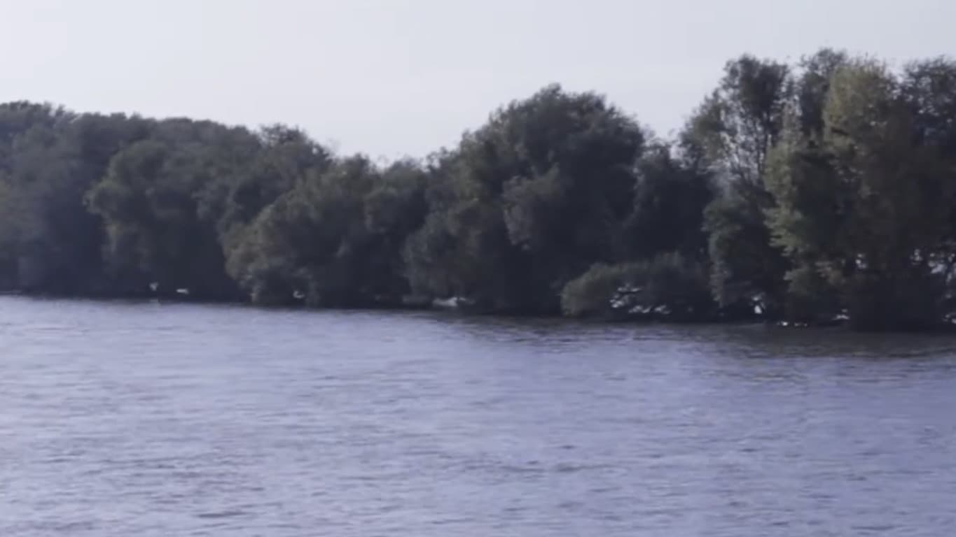 Flow & Rive
