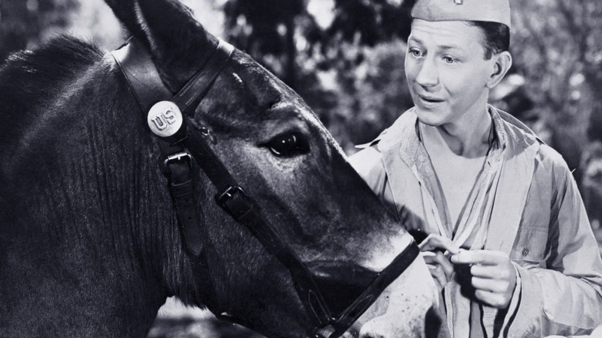 Francis the Talking Mule Collection
