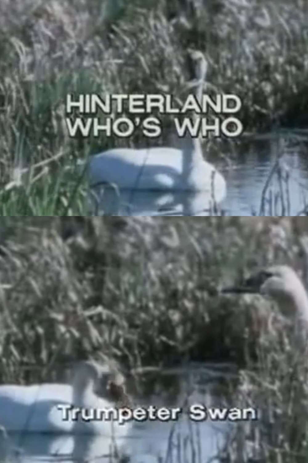 Hinterland Who's Who: Trumpeter Swan