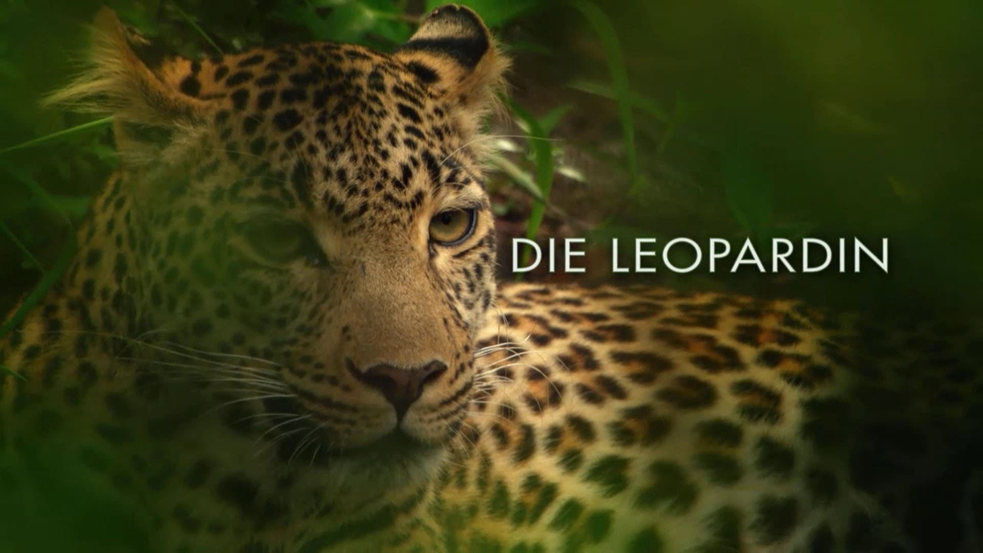 The Leopardess