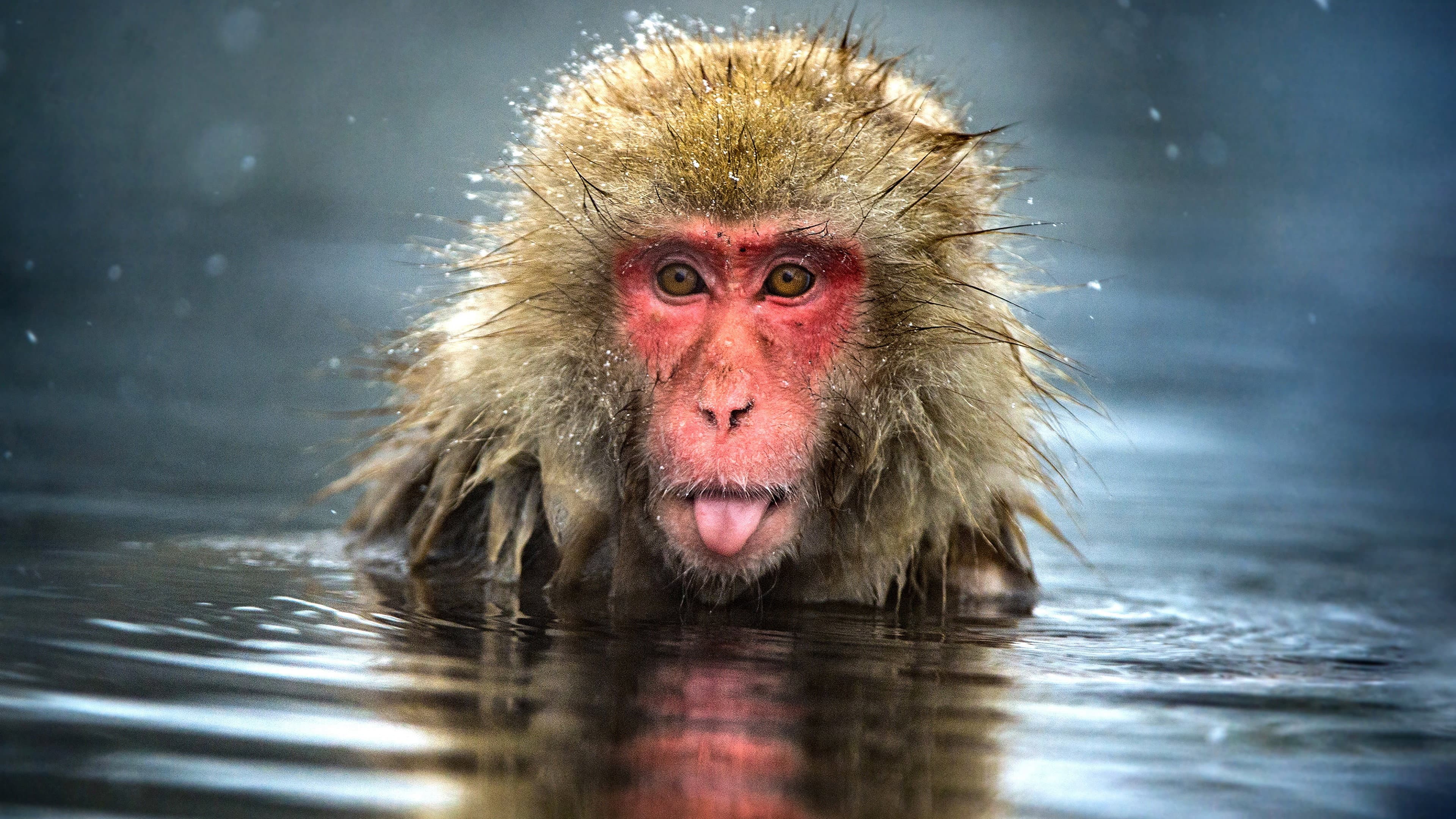 Monkey Planet