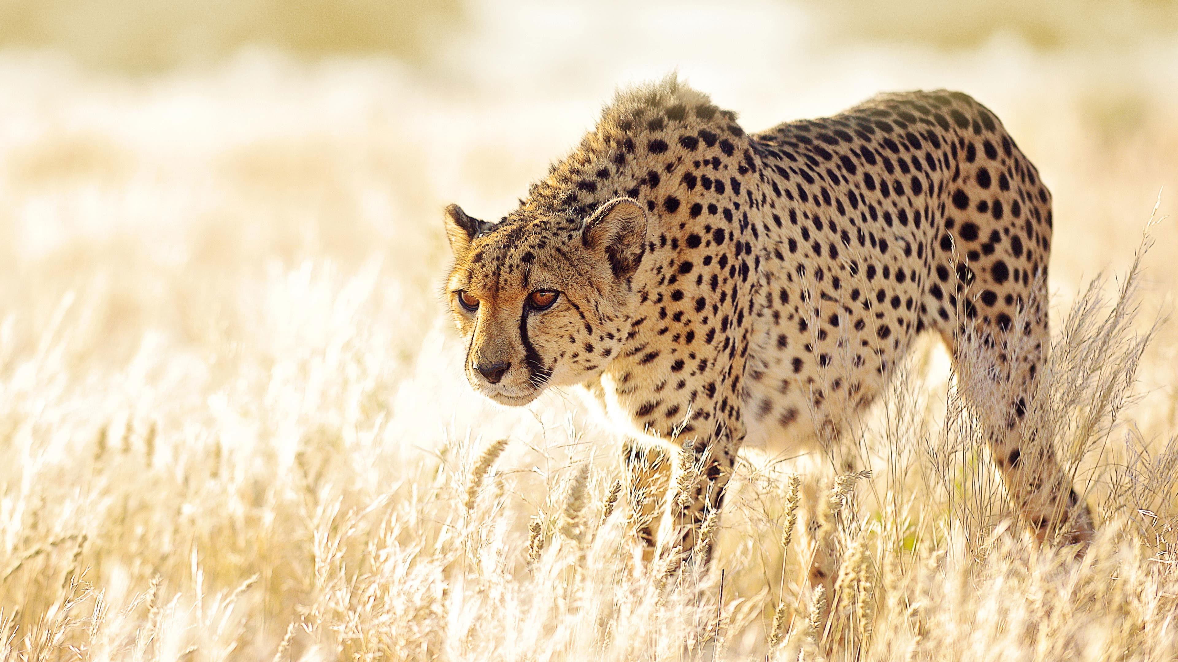 The Hunt