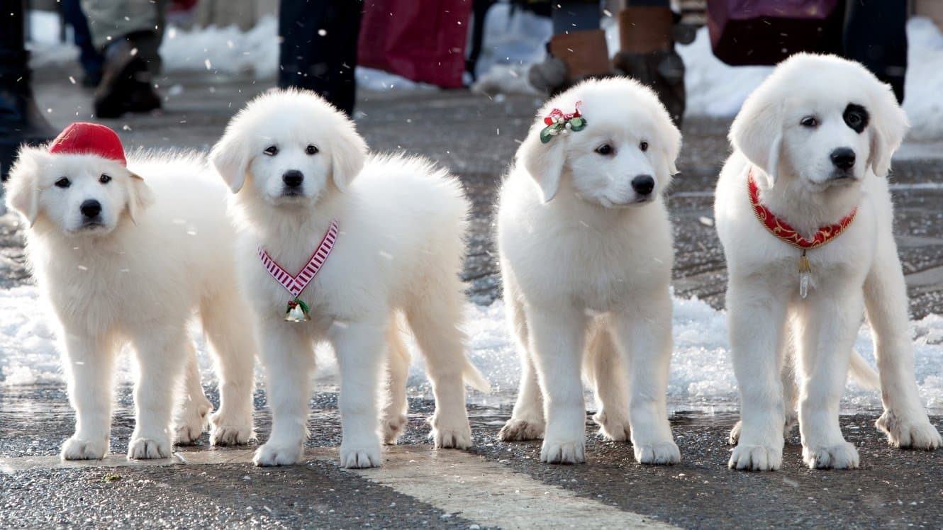 Santa Paws Collection