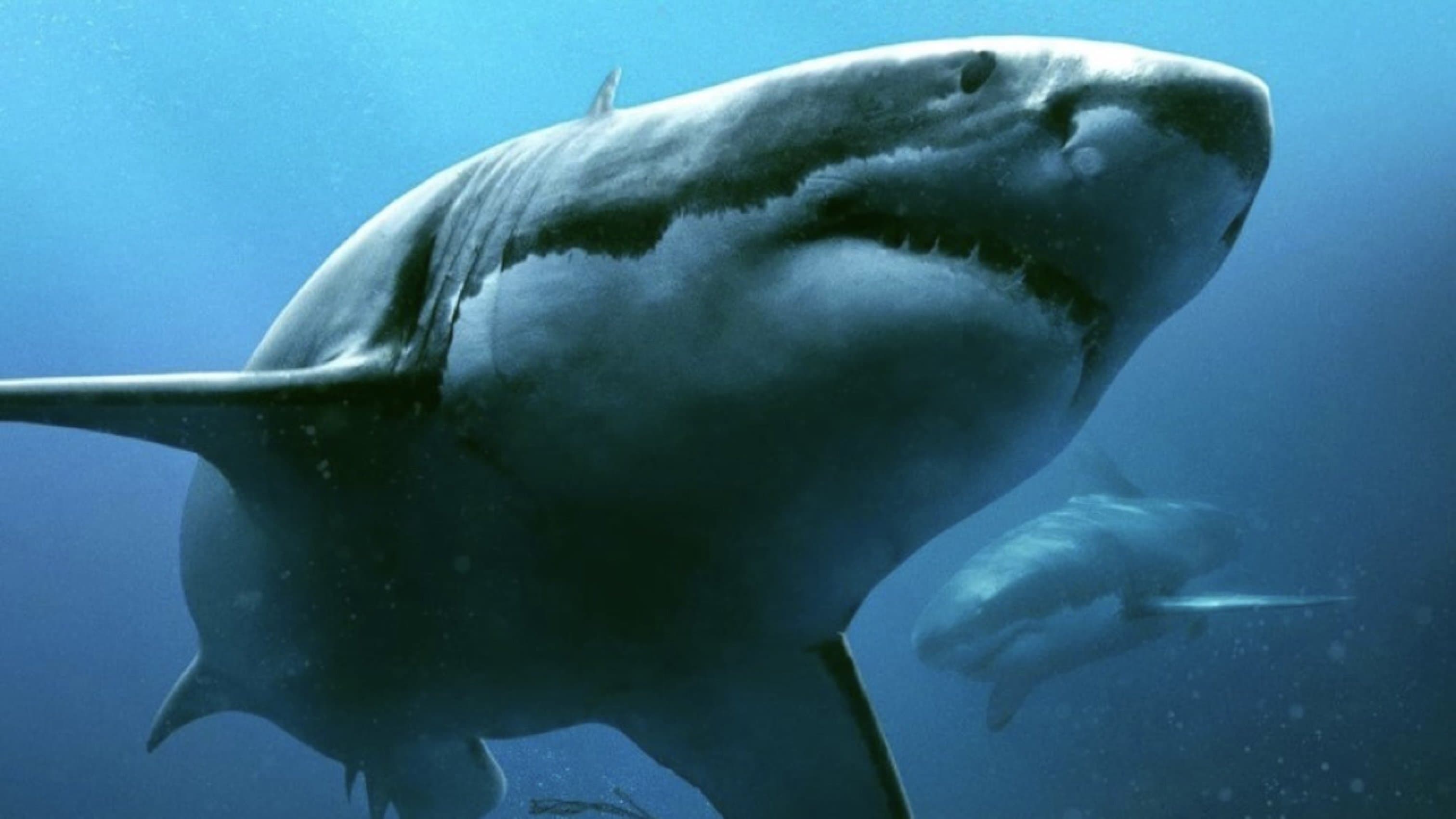 47 Meters Down Collection