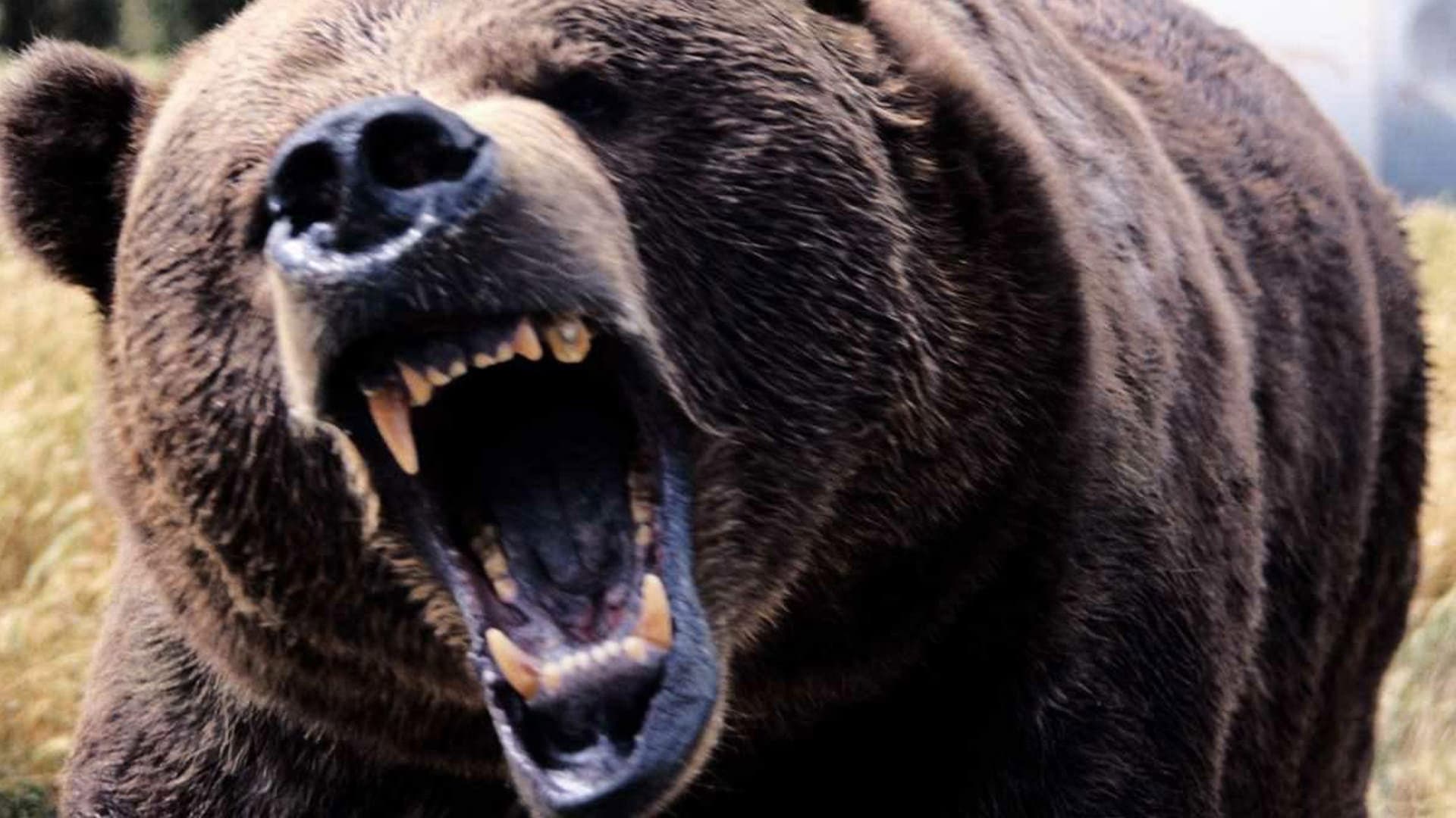 Grizzly Collection