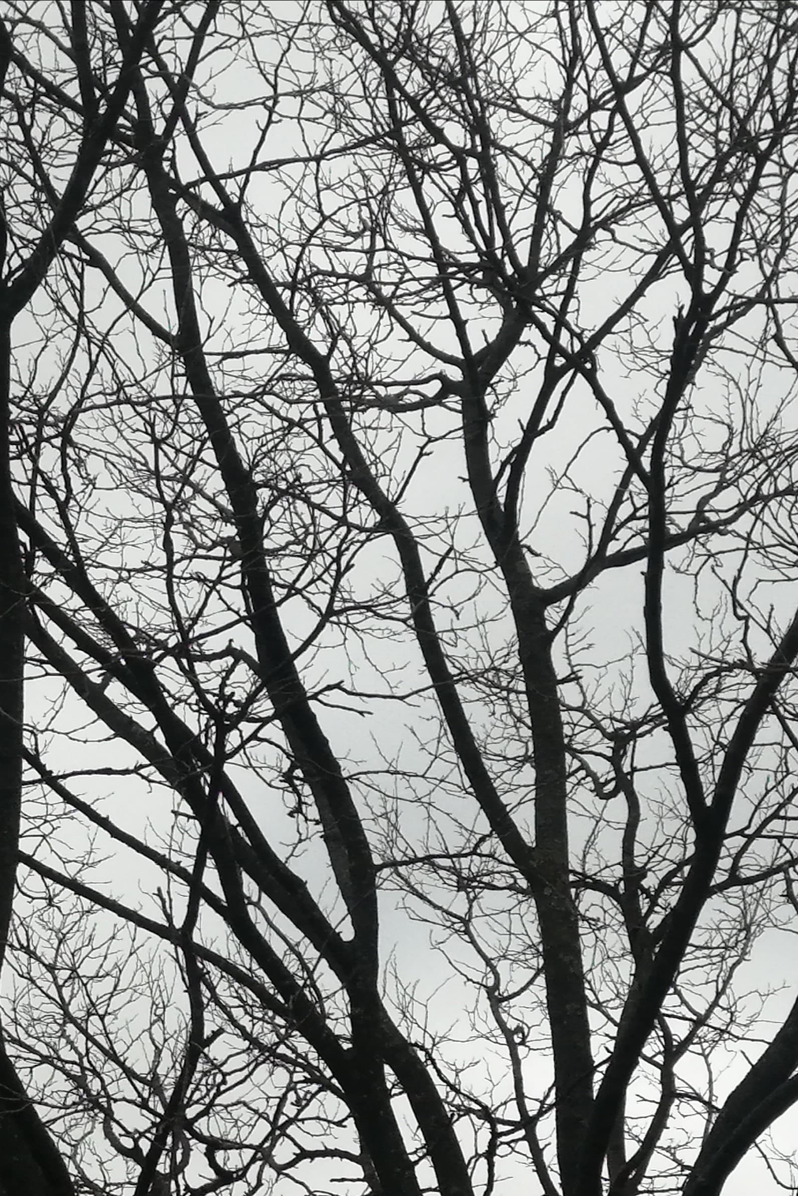 Tree Limbs
