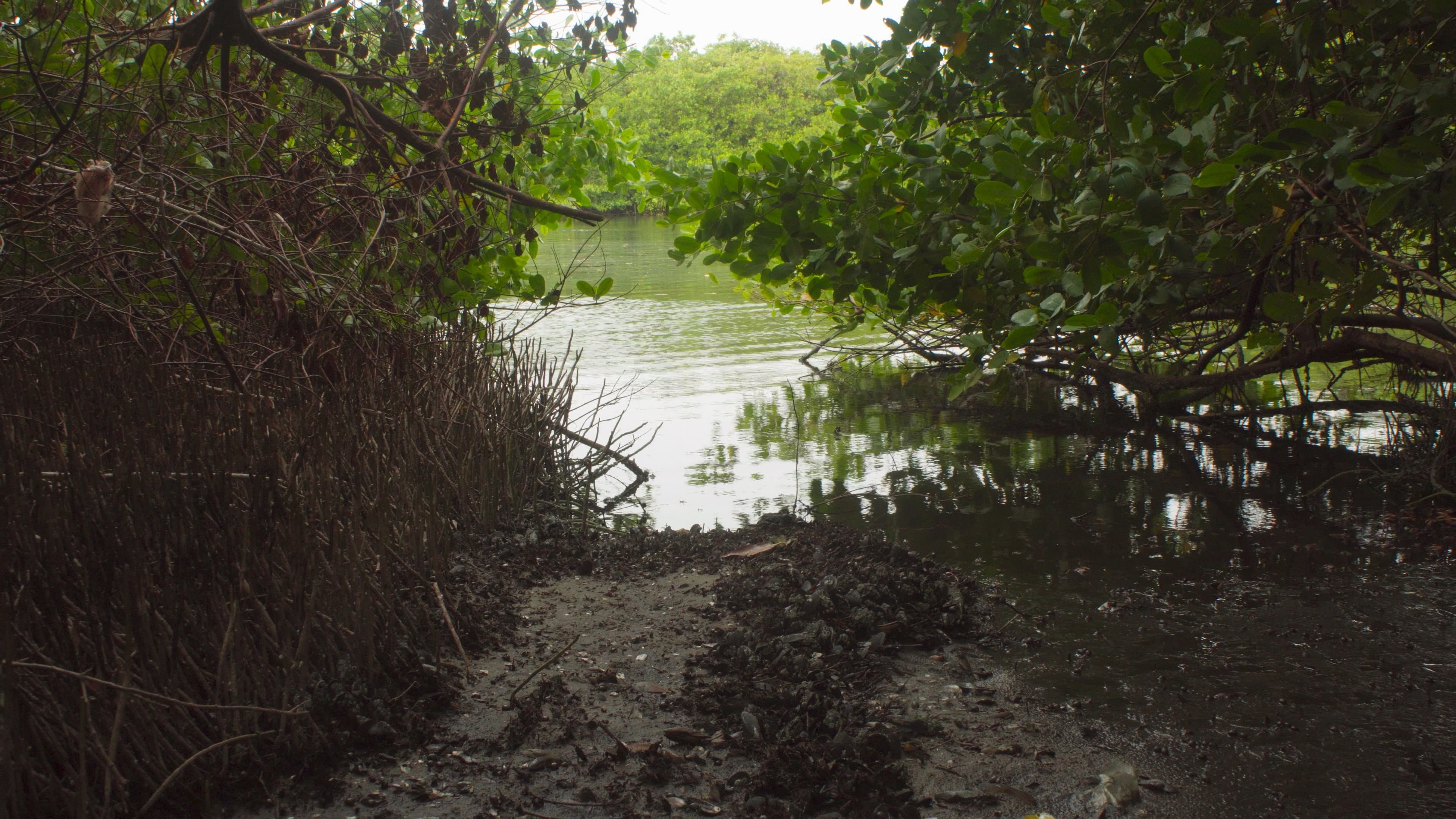 Akiechi Weimei, Magical Mangrove