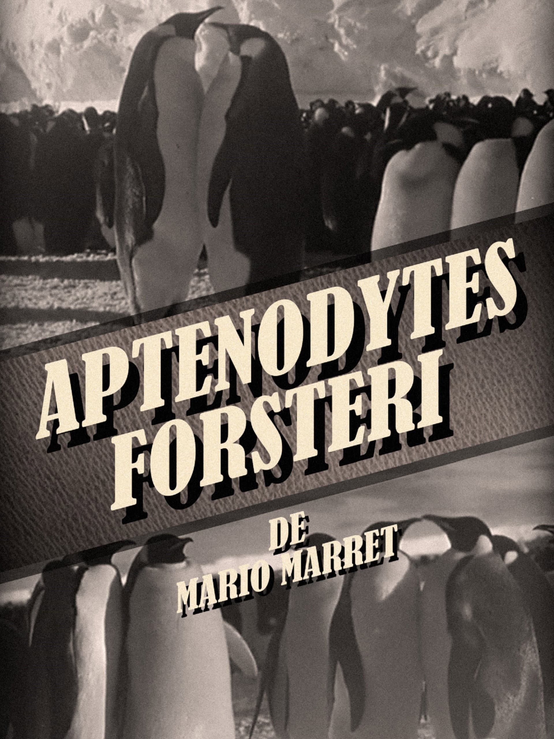 Aptenodytes Forsteri