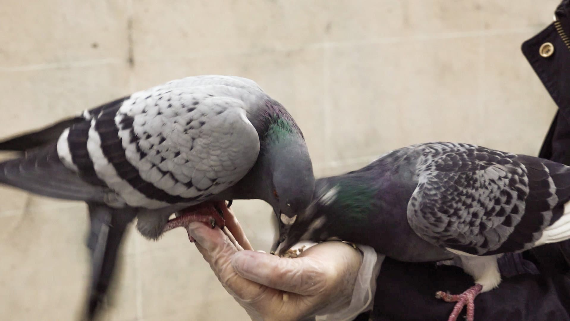 The Pigeon