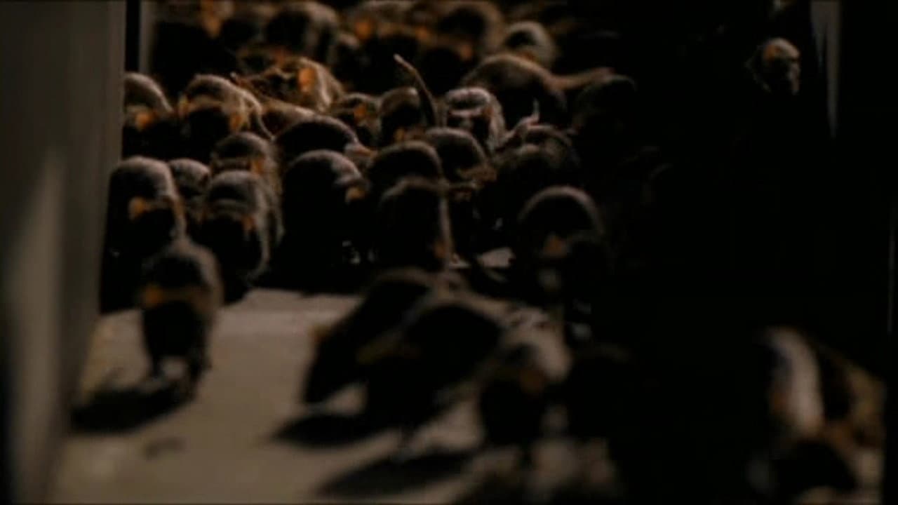 Ratten - Collection