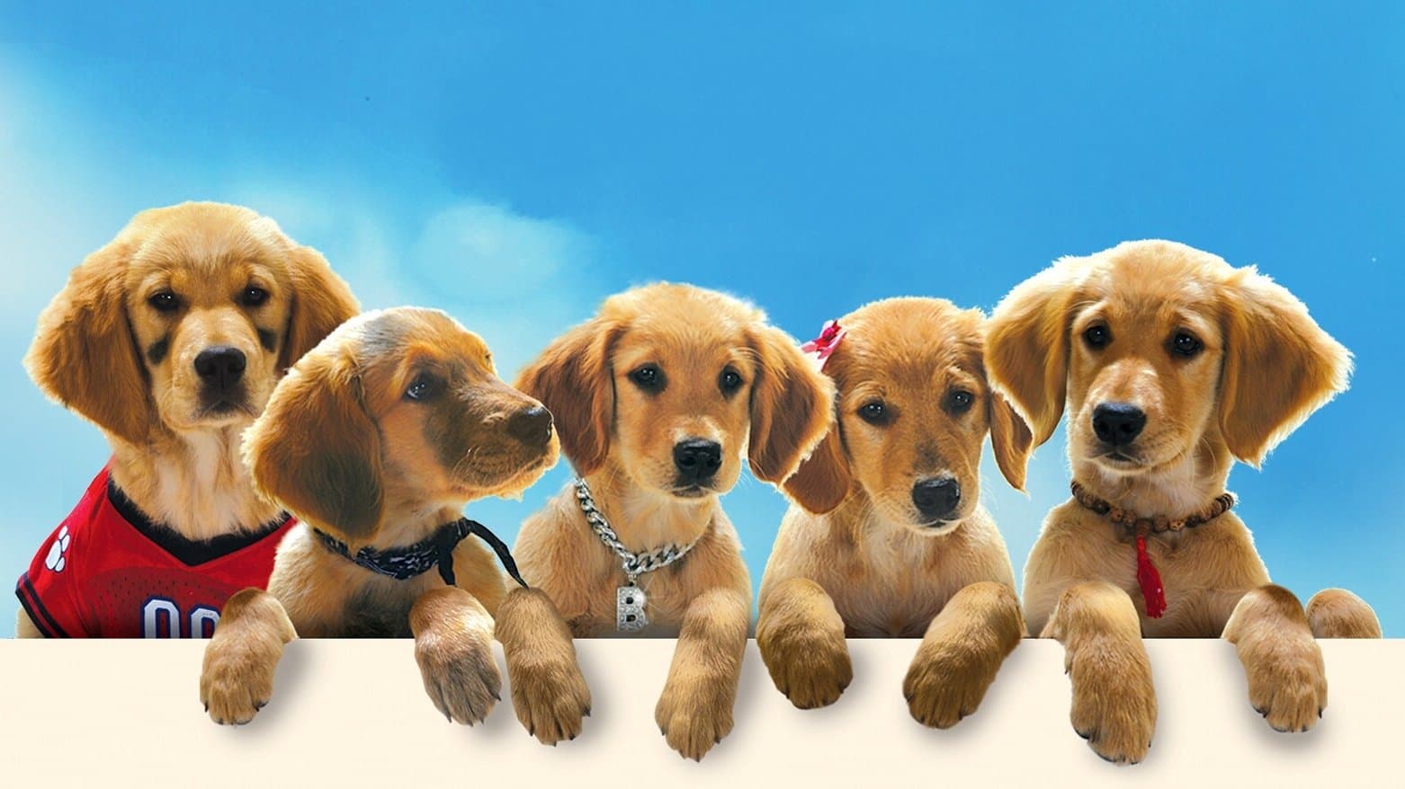 Buddies Collection