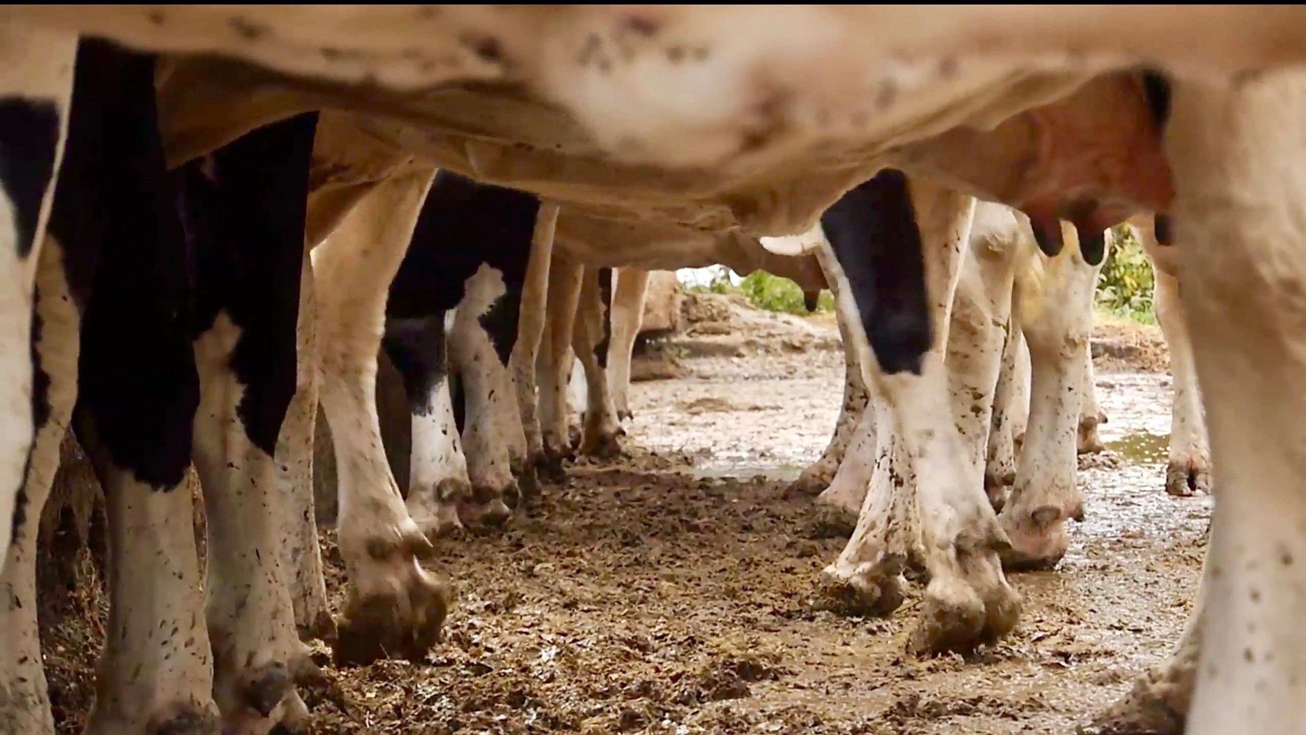 Cows With No Name