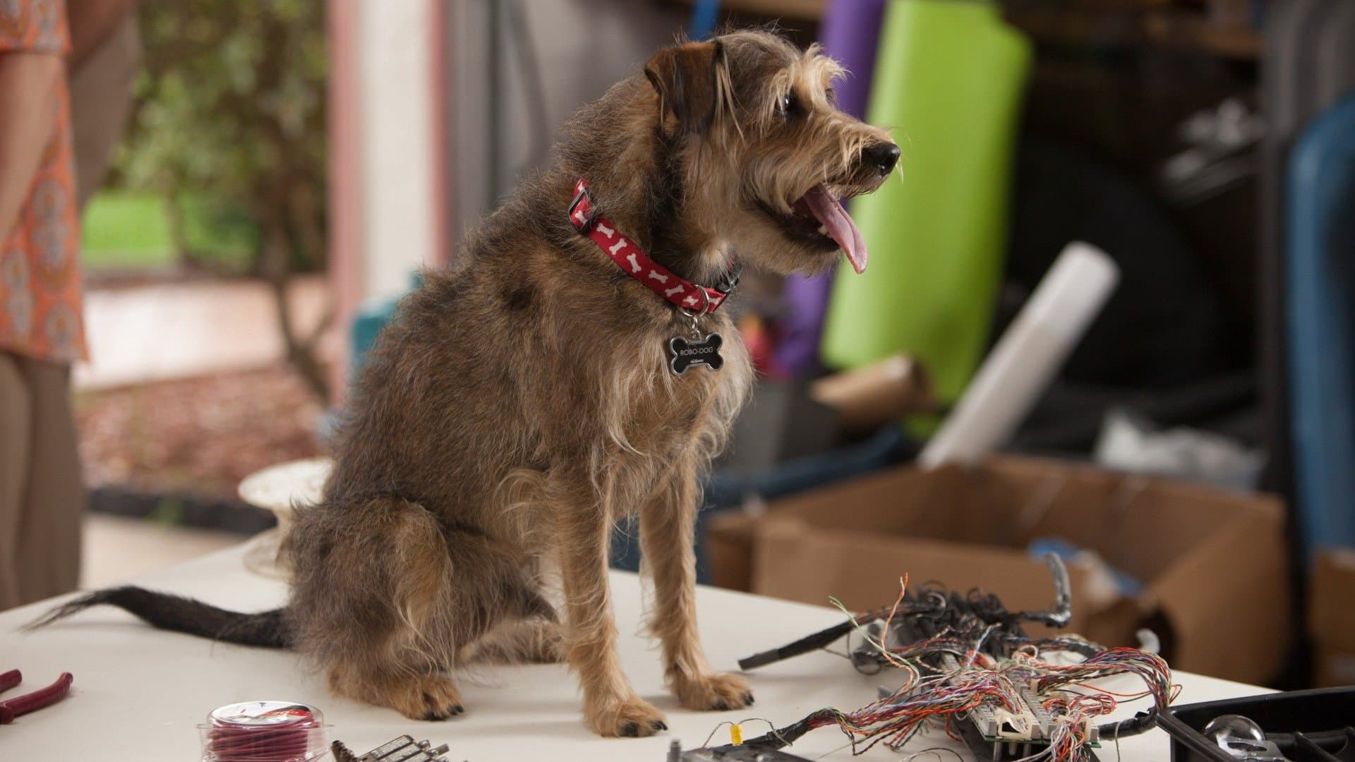 Robo-Dog Collection