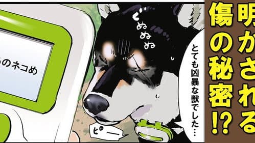 Washed Up / Drift-Penguin / Lie Detector: Black Shiba Sequel