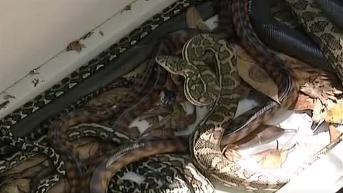 Sneaky Snake Run