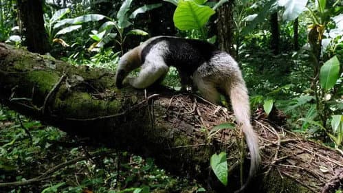 A Tropical Eden: American Jungles