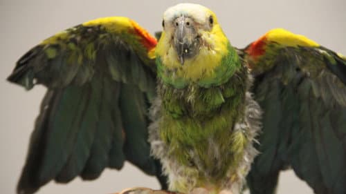 The Roo to Recovery