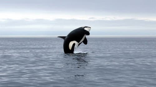 Orca