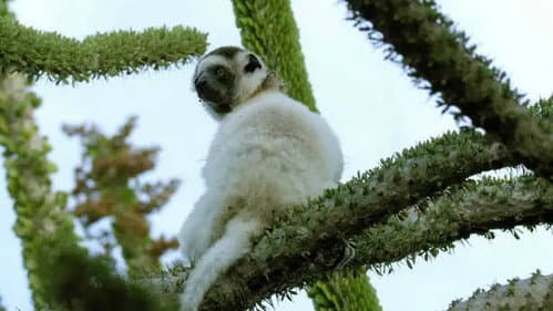 A World of Thorns: Thorny Forest, Madagascar