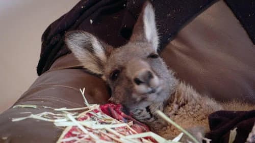 Kangaroo Comeback