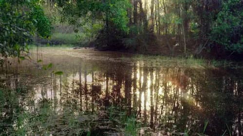 The Eternal Swamps: Florida