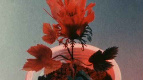 The Exploding Flower of Love