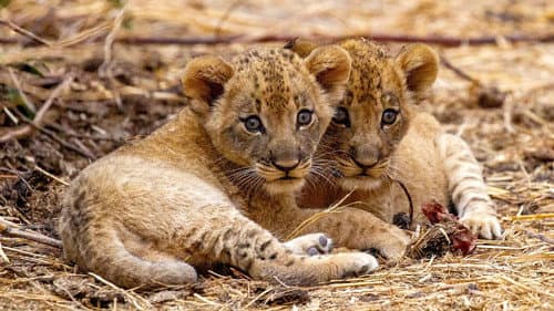 The Lions Fall