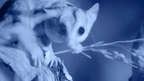 Possum Power