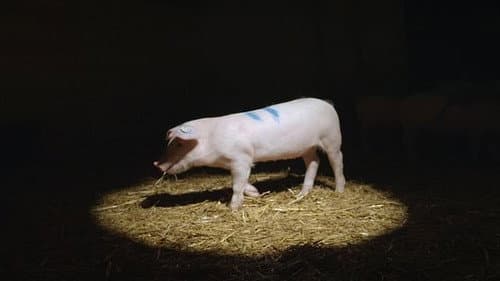 How Smart Are the Animals We Eat