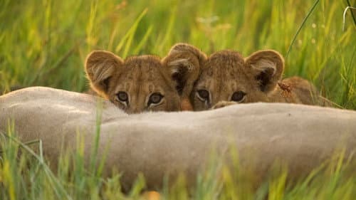 Summer Cubs