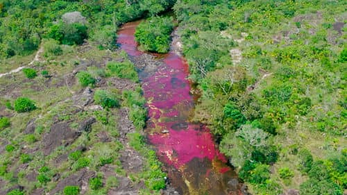Caño Cristales — The Five-Colored River