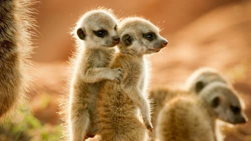 Brothers & Sisters