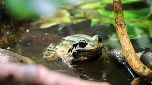 Lion and Chicken Frog
