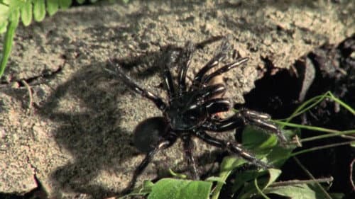 Venomous on land