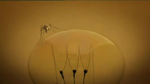 The Mosquito