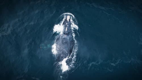 Whales