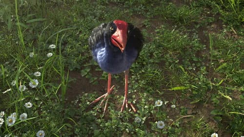 The Bird who Heard