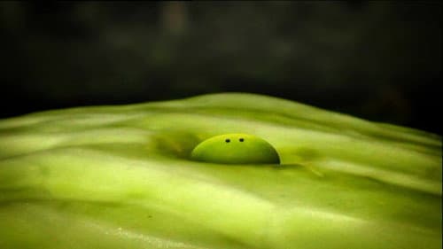 Lettuce