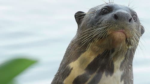 Giant Otter Refuge