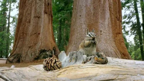The Forests of Giants: California