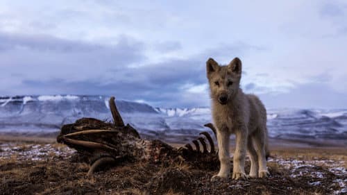 The Last Hunt