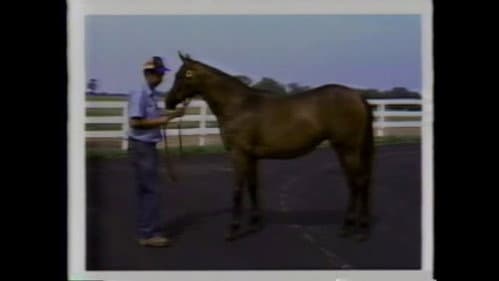 Fast Horse in a Bull Market
