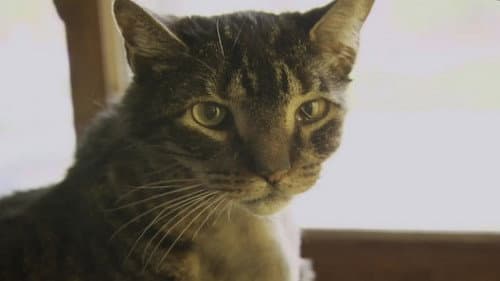 Feline Face Lift