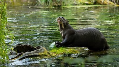 Baboon and Giant Otter
