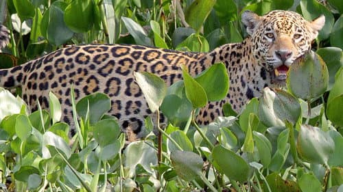 The Pantanal