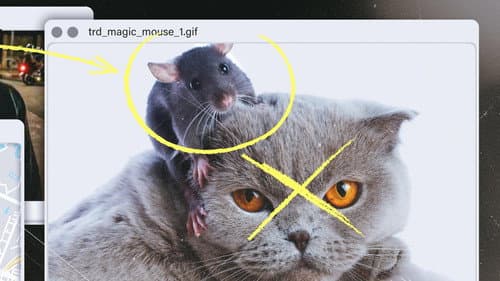 Cat and Mouse