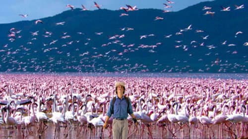 Flamingos