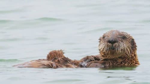 Secret Life of Sea Otters