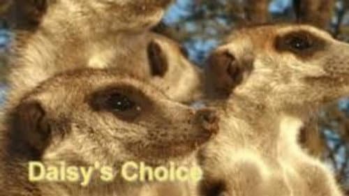 Daisy's Choice