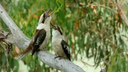 A Jungle of Aromas: Australia